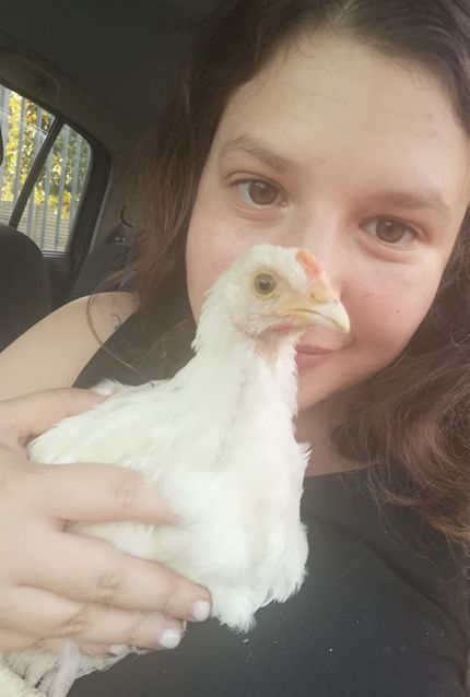 La gallina Bianchina trovata vagante per strada.